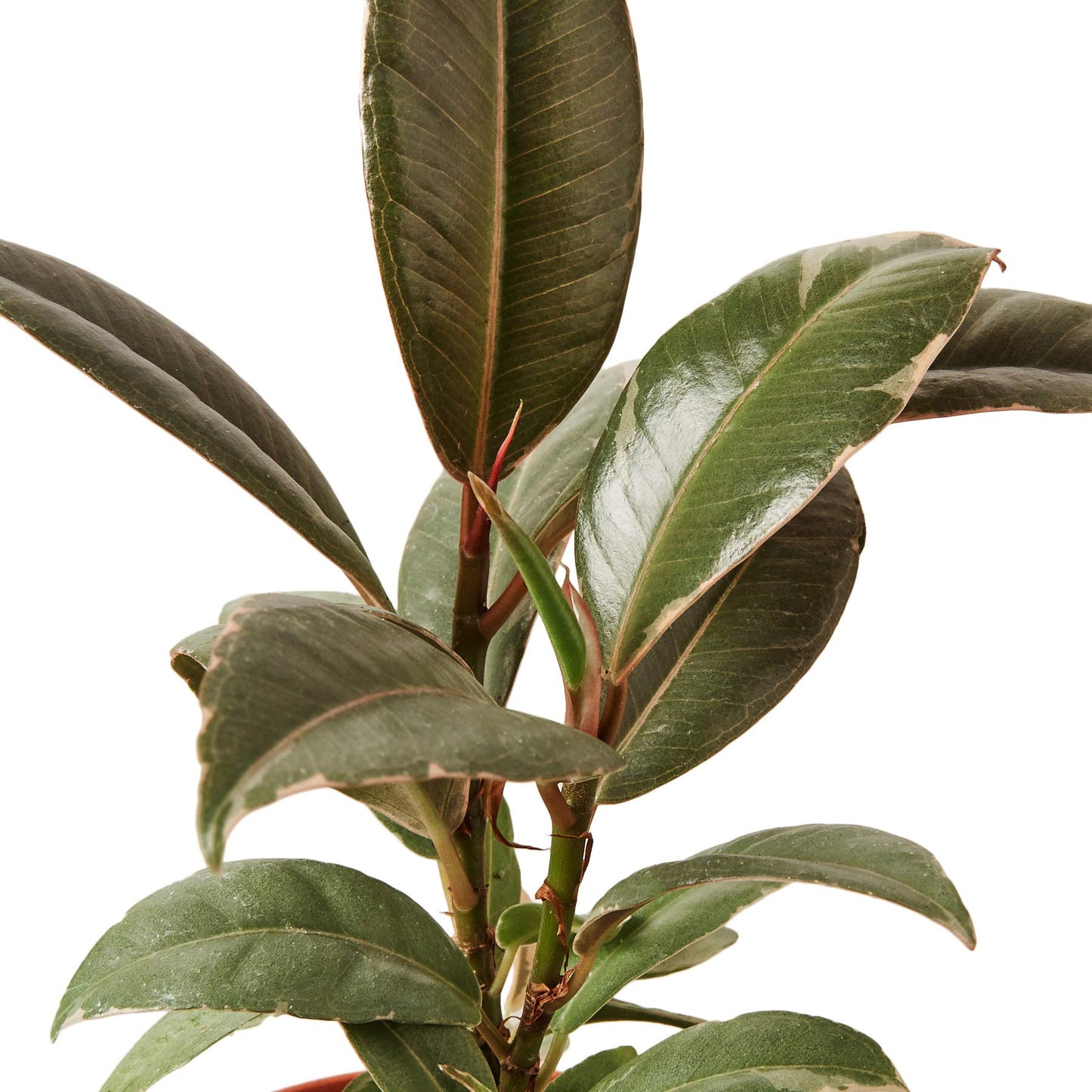 Ficus