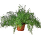 Ferns