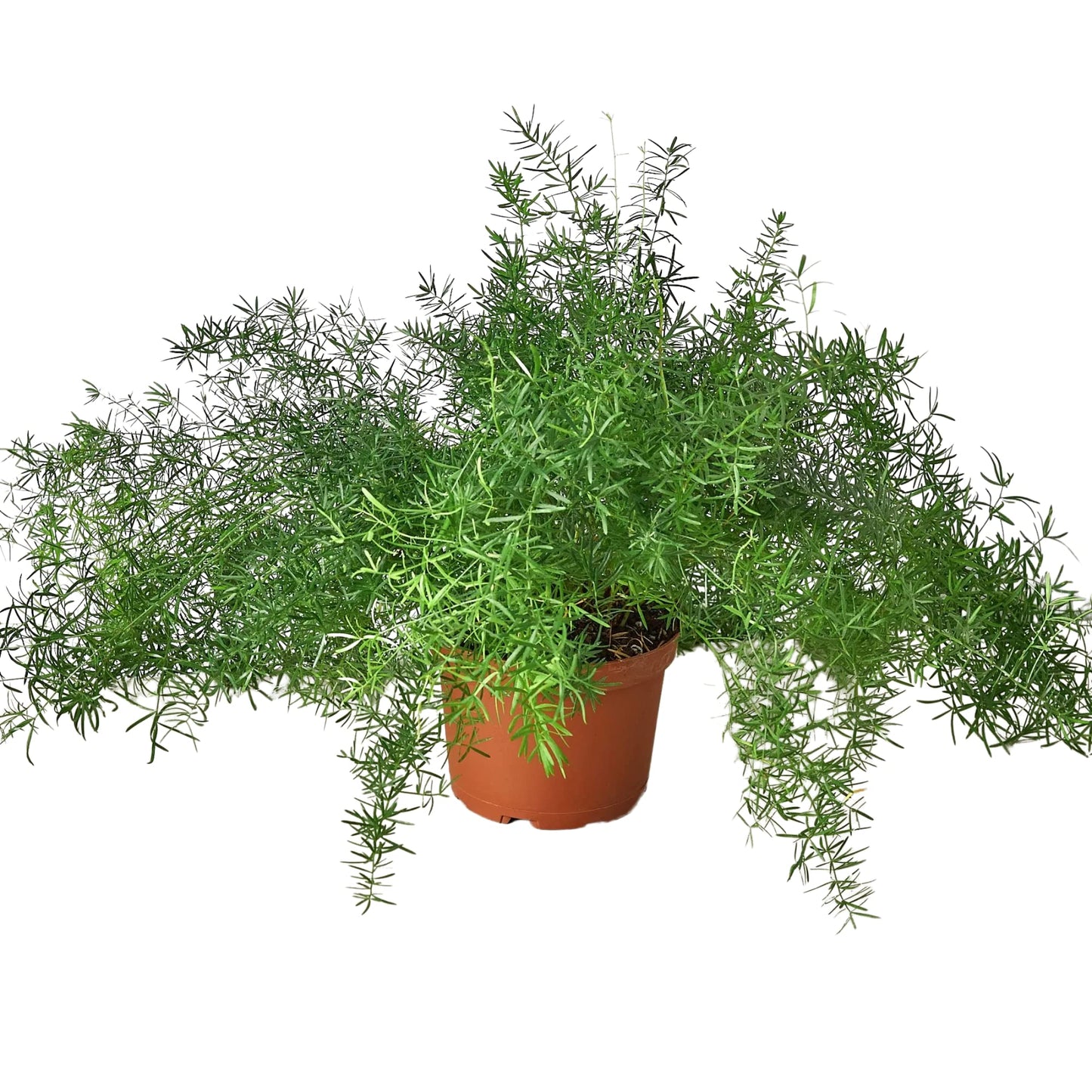 Ferns