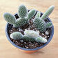 4" Trailing Succulents