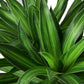Dracaenas
