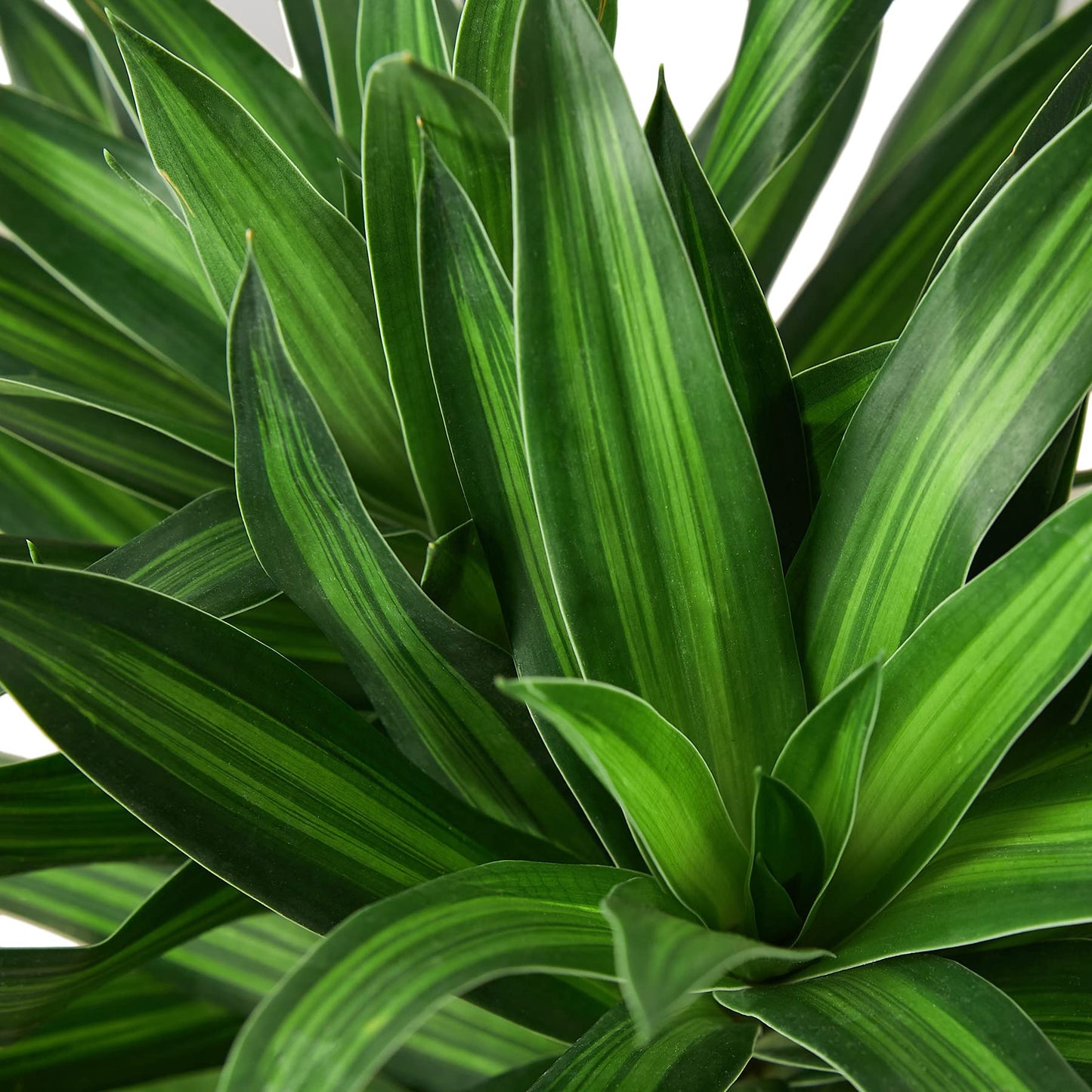 Dracaenas