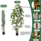 Artificial Ficus Tree & Planter