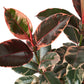 Ficus