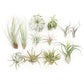Tillandsia Jumbo Variety Pack
