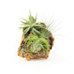 DIY Natural Cork Bark with Air Plants Kit
