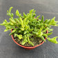 4" Trailing Succulents