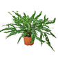 Ferns