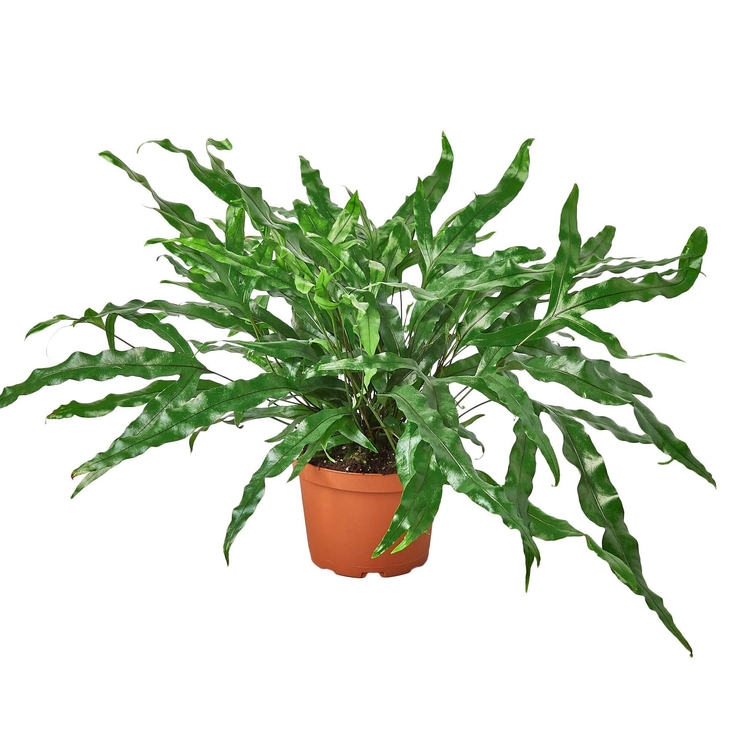 Ferns
