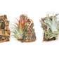 DIY Natural Cork Bark with Air Plants Kit
