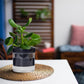 Self Watering Planter Pot Terracotta and Glass