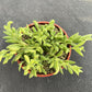 4" Trailing Succulents
