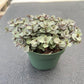 4" Trailing Succulents