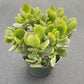 4" Trailing Succulents