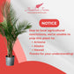 Majesty Palm Live Plant Indoor/Outdoor in 10 in Grower Pot