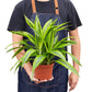 Dracaenas