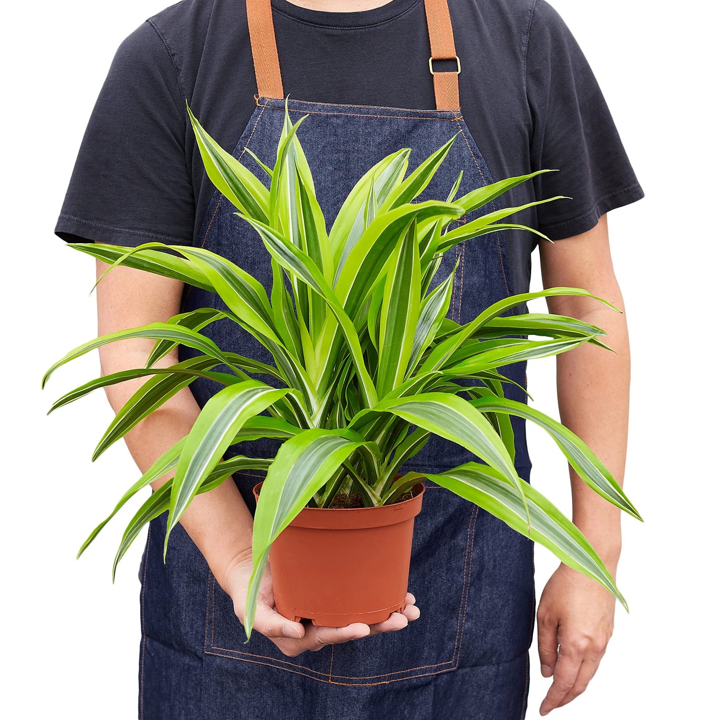 Dracaenas