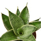 Snake Plants