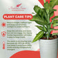 Dieffenbachia Camouflage Live Indoor/Outdoor Plant, 10 in Grower Pot