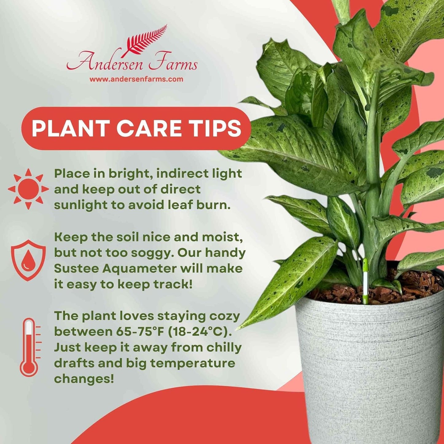 Dieffenbachia Camouflage Live Indoor/Outdoor Plant, 10 in Grower Pot