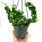 6" Hoya Compacta aka Hindu Rope