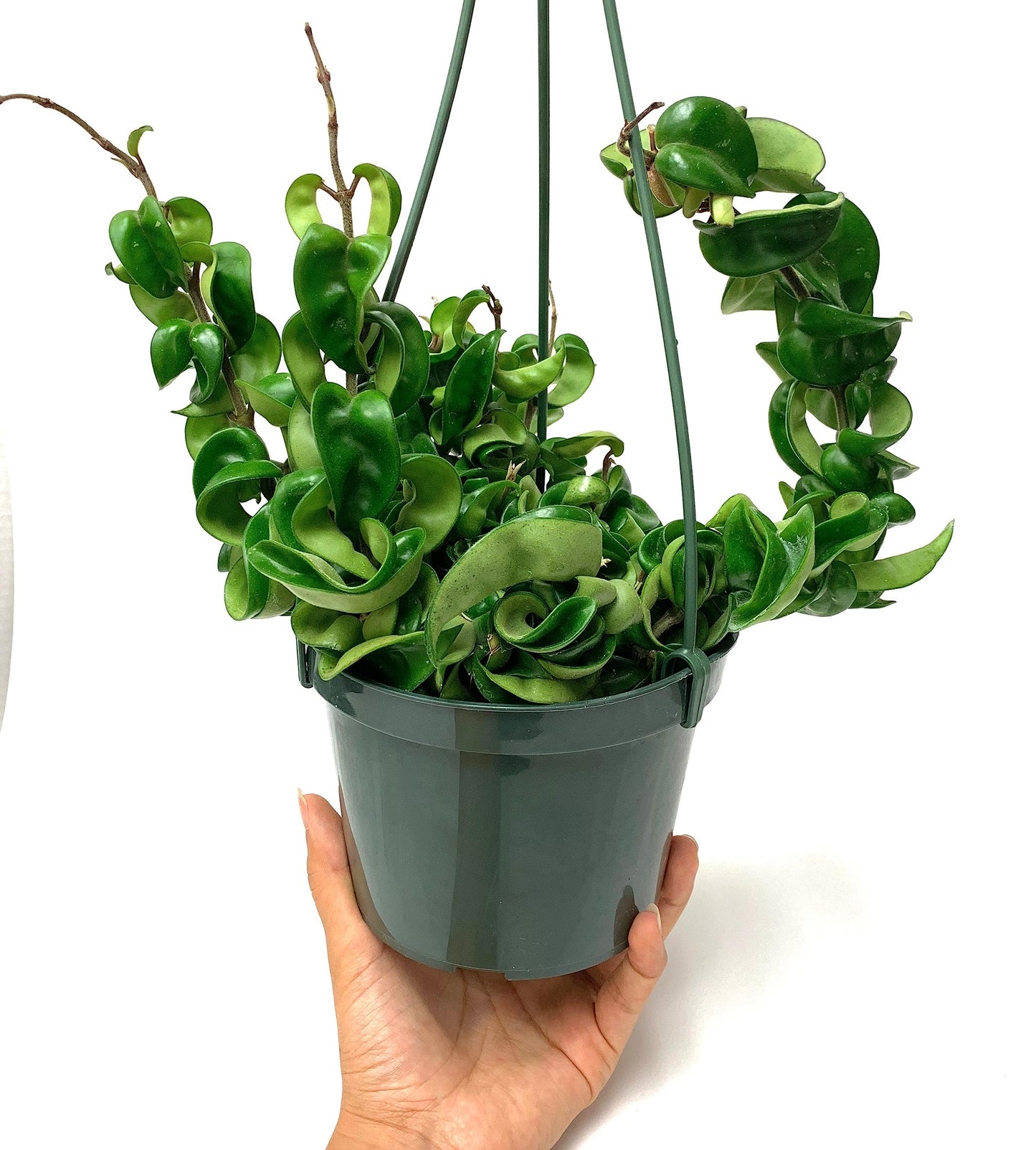 6" Hoya Compacta aka Hindu Rope