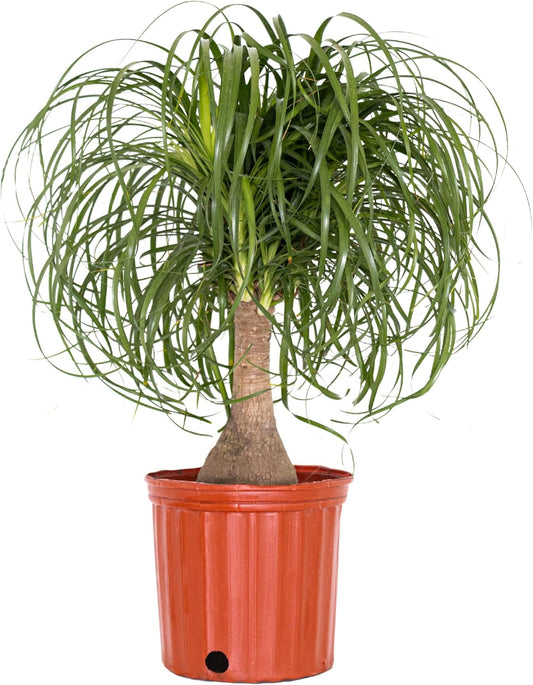Large Ponytail Palm