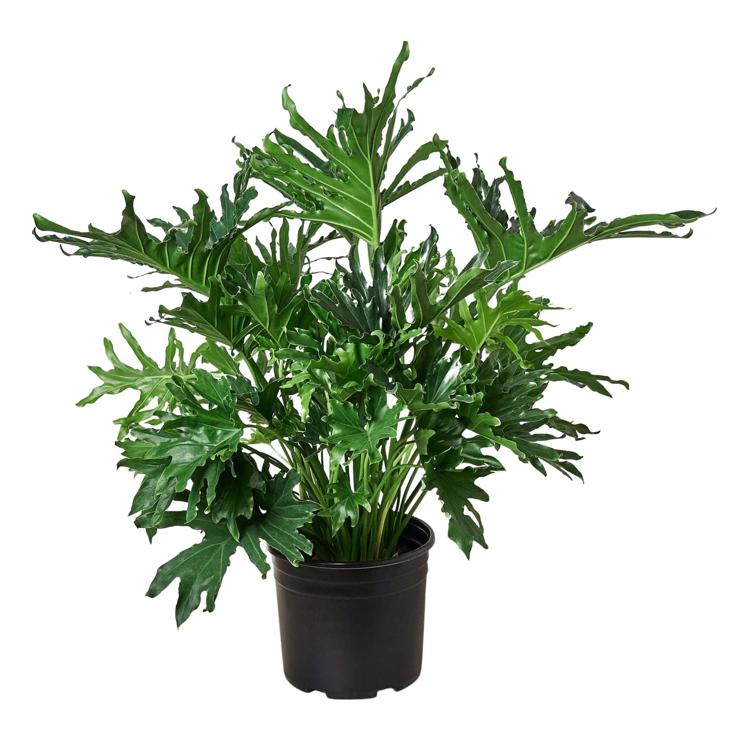 Philodendrons