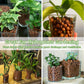 Organic Expanded Clay Pebbles for Plants | Leca