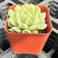 Sprout N Green Echeveria Minima, 1 Live Mini Succulent Plant Fully Rooted in 2 inch Starter Pot, Real House Plant for Indoor Outdoor Home Office Wedding Decoration Party Favor