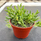 4" Trailing Succulents