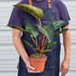 Philodendrons
