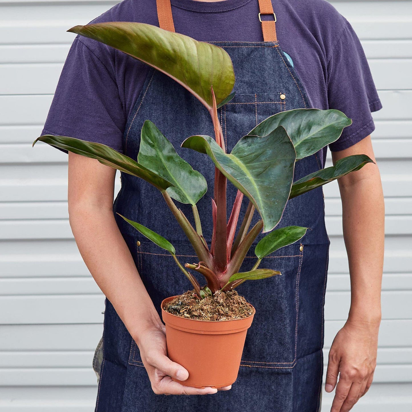 Philodendrons