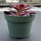 4" Trailing Succulents