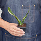 Snake Plants
