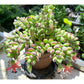 4" Trailing Succulents