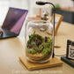 Terrarium Kit/Supplies Terrarium Plants Set with Grow Light, for Succulents Miniature Gardening, Include Terrarium jar Tool Set Live Moss Rocks Soil Driftwood and Decor, for Plant Lovers