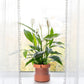 Self Watering Planter Pot Terracotta and Glass