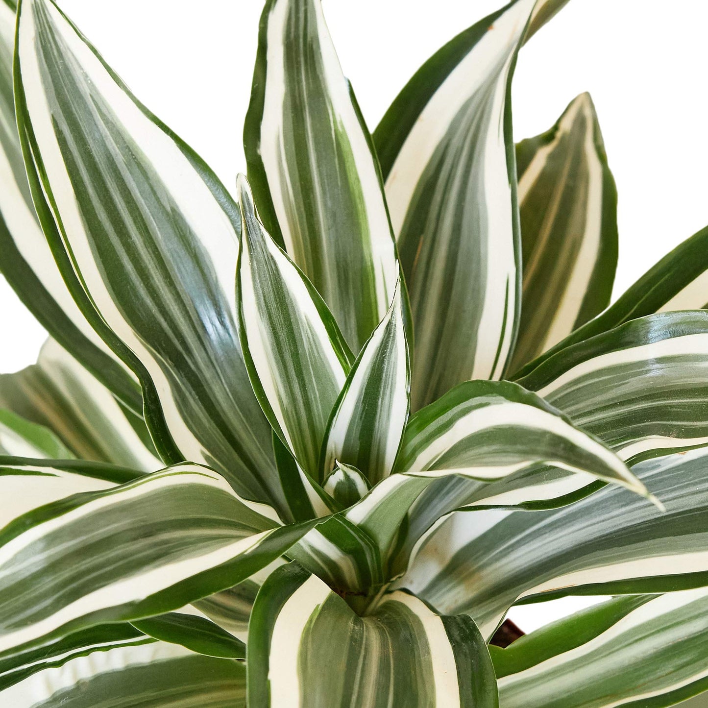 Dracaenas