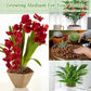 Organic Expanded Clay Pebbles for Plants | Leca