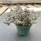 4" Trailing Succulents