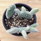 4" Trailing Succulents