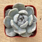 Sprout N Green Echeveria Minima, 1 Live Mini Succulent Plant Fully Rooted in 2 inch Starter Pot, Real House Plant for Indoor Outdoor Home Office Wedding Decoration Party Favor