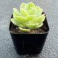 Sprout N Green Echeveria Minima, 1 Live Mini Succulent Plant Fully Rooted in 2 inch Starter Pot, Real House Plant for Indoor Outdoor Home Office Wedding Decoration Party Favor