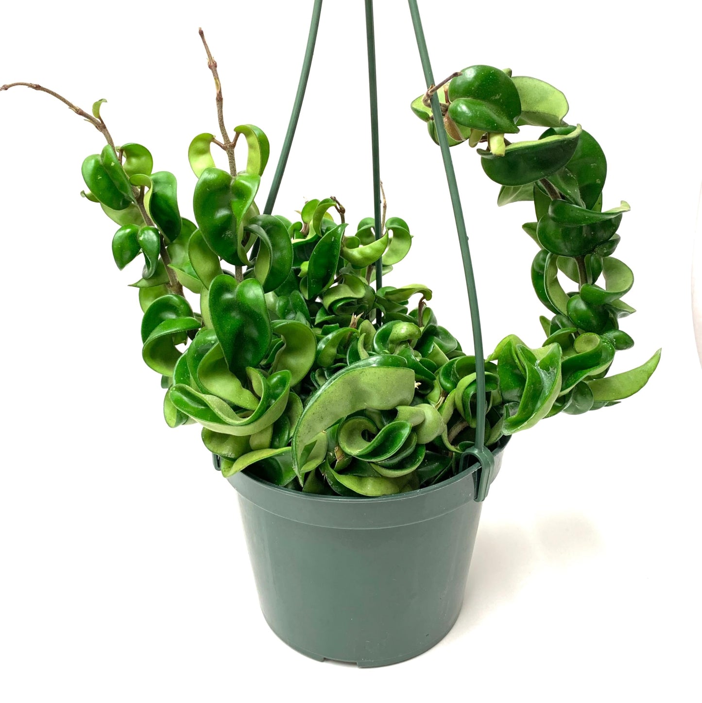 6" Hoya Compacta aka Hindu Rope