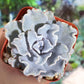 Lithops & Succulent Collection