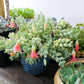 4" Trailing Succulents