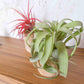 Driftwood Containers with Small Xerographica Air Plant