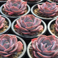 Sprout N Green Echeveria Minima, 1 Live Mini Succulent Plant Fully Rooted in 2 inch Starter Pot, Real House Plant for Indoor Outdoor Home Office Wedding Decoration Party Favor