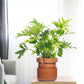 Self Watering Planter Pot Terracotta and Glass